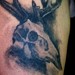 tattoo galleries/ - White tail deer skull